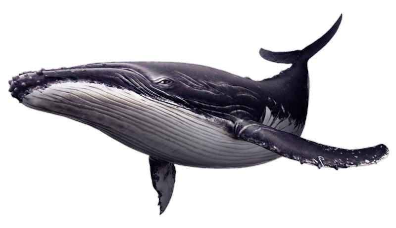 Baleia em png e fundo transparente